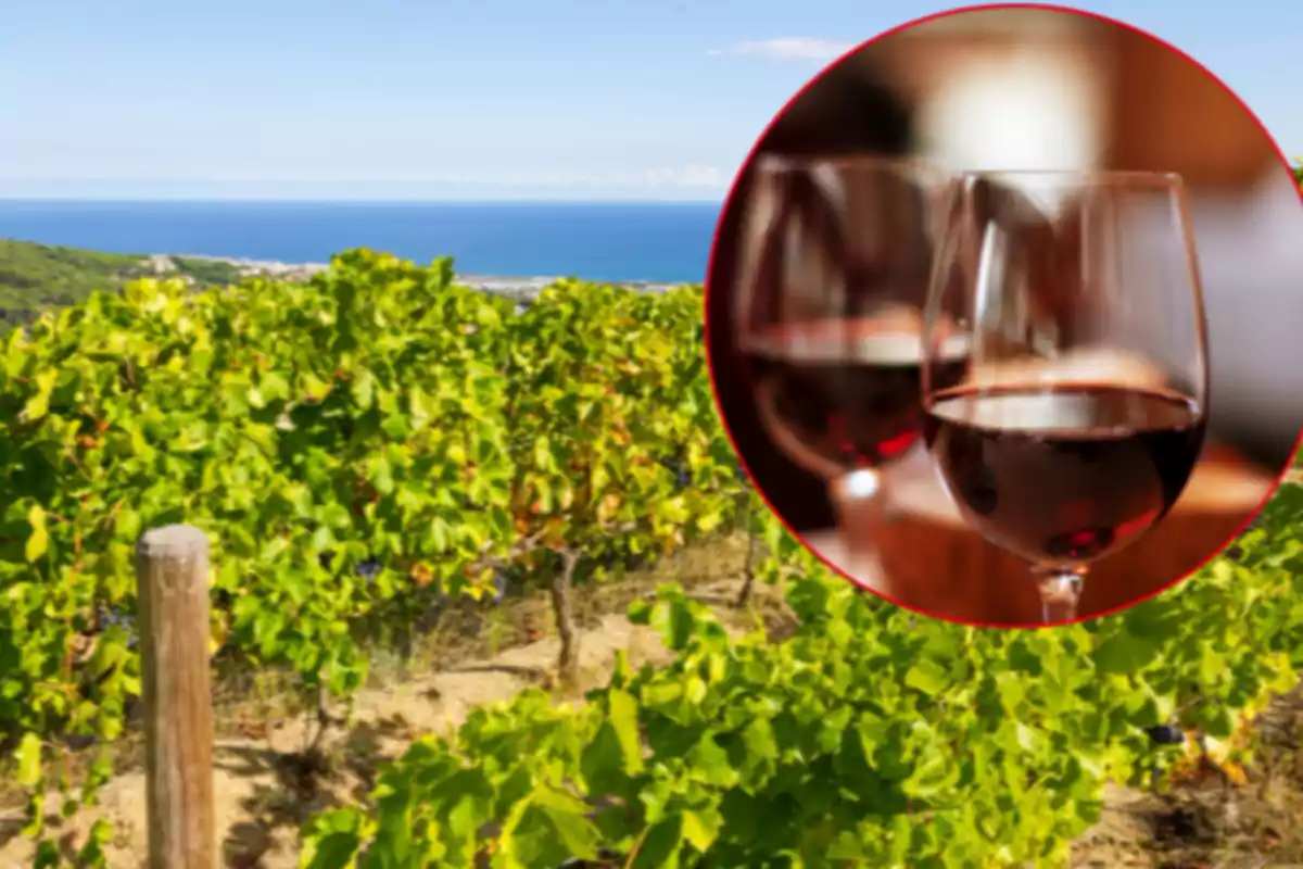 Viñedo con vista al mar y un recuadro mostrando dos copas de vino tinto Viñedo con vista al mar y un recuadro mostrando dos copas de vino tinto