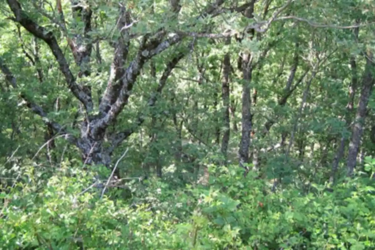 Un bosque frondoso con árboles de troncos gruesos y hojas verdes. Un bosque frondoso con árboles de troncos gruesos y hojas verdes.